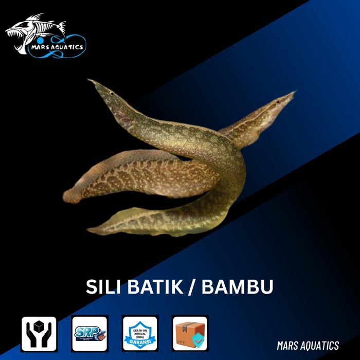 IKAN HIAS IKAN SILI BATIK SILI BAMBU IKAN SILI ELL BATIK TANKMATE IKAN