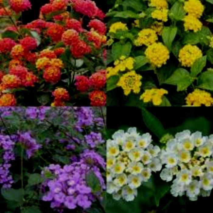 paket 4 warna tanaman hias lantana