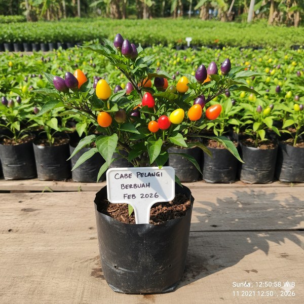 Bibit Tanaman Cabe Hias Pelangi  (Capsicum annuum)-bisa dikonsumsi- pohon hidup