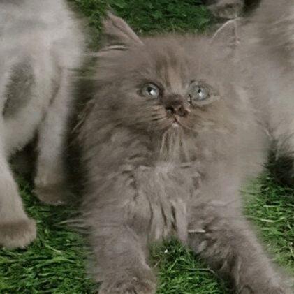 kucing kitten persia dan persia himalaya 6 ekor - abu jantan 1