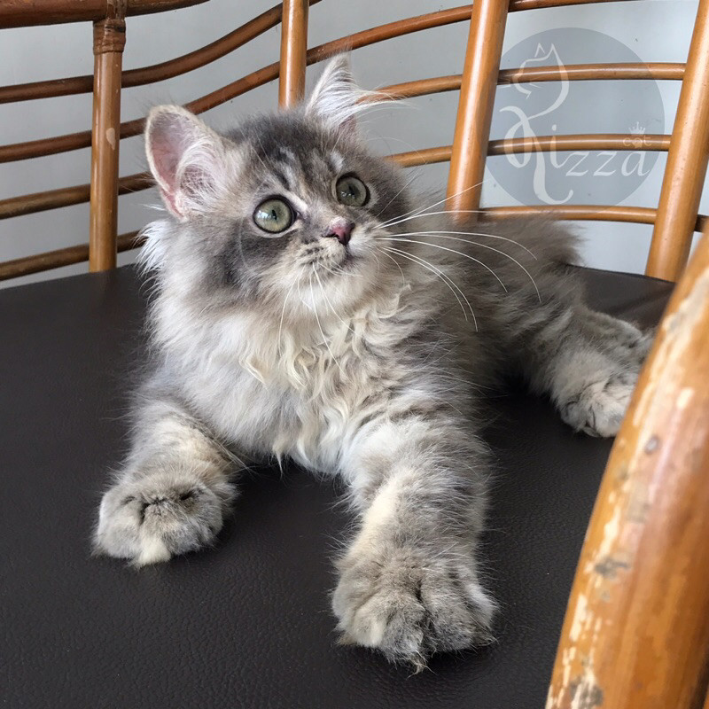 Norwegian forest cat mix Mainecoon bersurai lebat super cakep