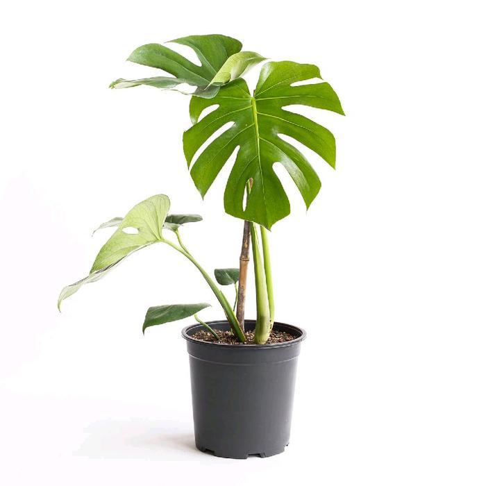 Tanaman Hias Monstera Deliciosa Murah Merambat Tropis dengan Daun Unik dan Pertumbuhan Cepat Cocok u