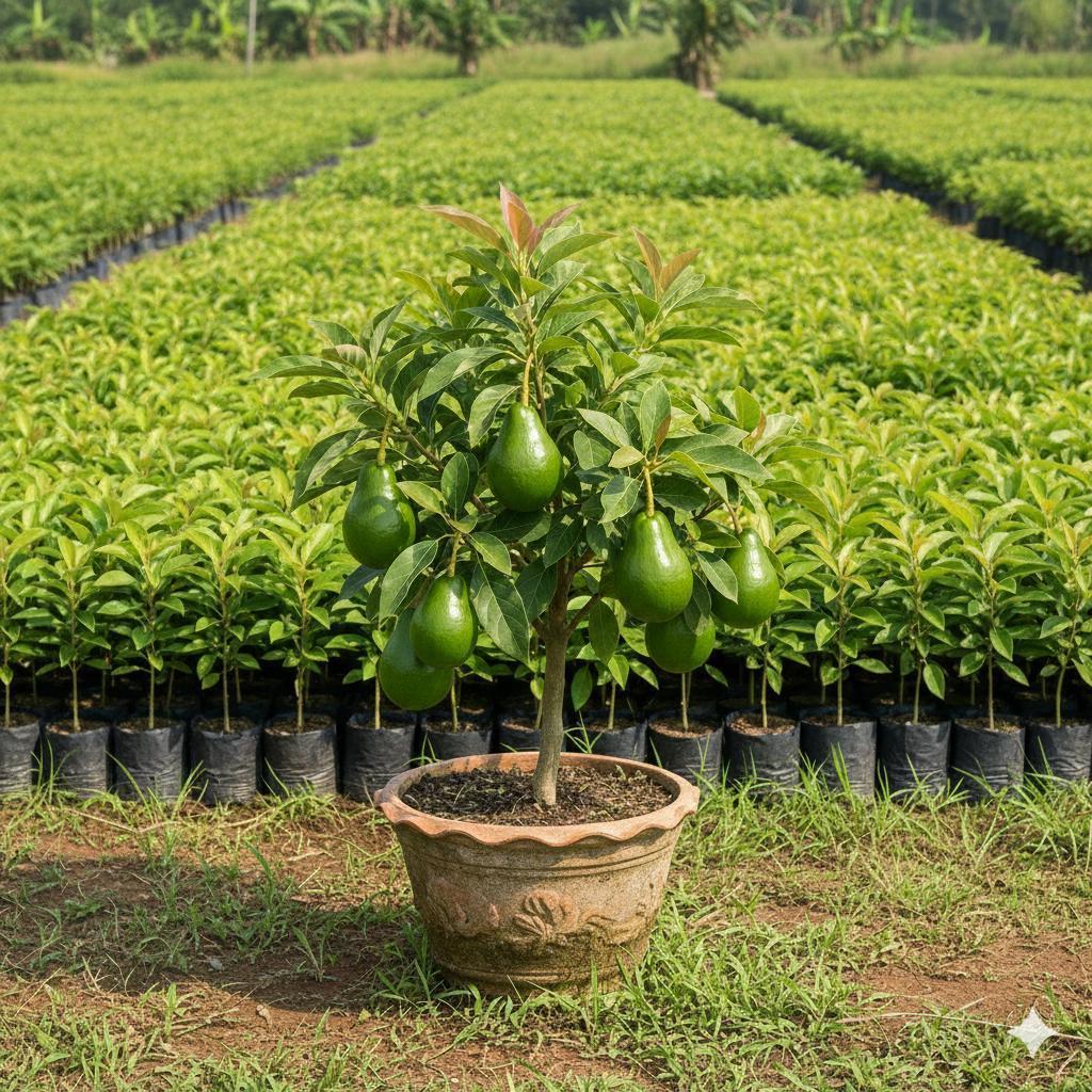 Bibit buah ALPUKAT RED VIETNAM ASLI SUPER UNGGUL ASLI CEPAT BERBUAH HASIL OKULASI bibit buah buahan 