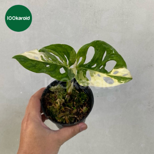 Tanaman Hias Monstera Acuminata Japan Variegata Putih / Janbol Janda Bolong Acuminata Jepang