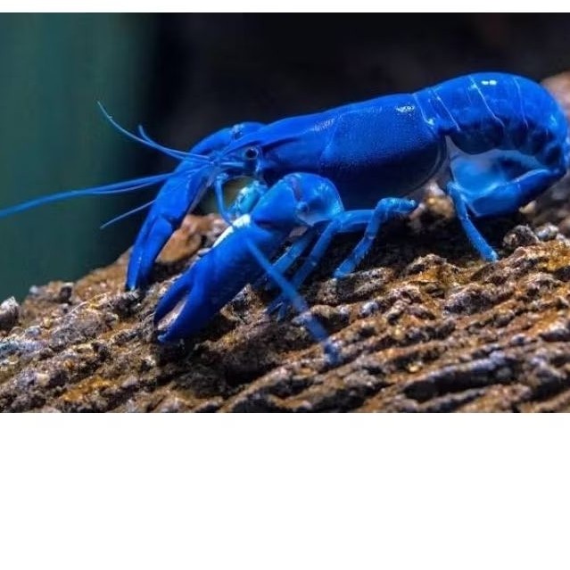 pakan hiasan lobster biru clarki / udang lobster  biru cray fish / Lobster air tawar biru udang hias