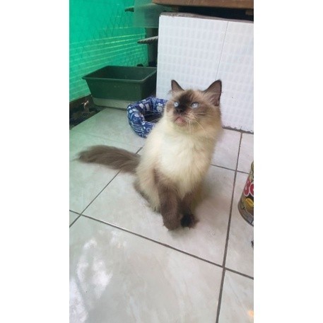 KUCING RAGDOLL BETINA