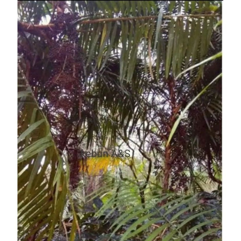 Promo Buah JERNANG, buah jernang merah herbal 1kg kualitas tinggi