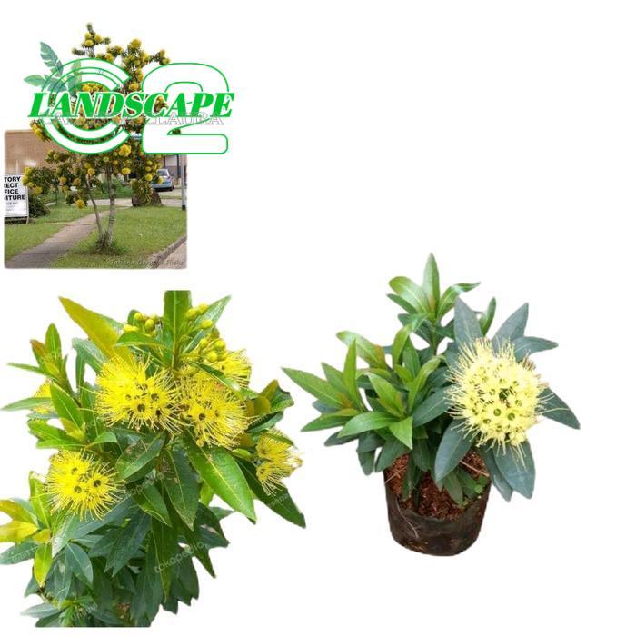 Bibit Tanaman Bunga Santos Lemon Kuning - xanthostemon chrysanthus - Tanaman Bunga Santos Kuning - B