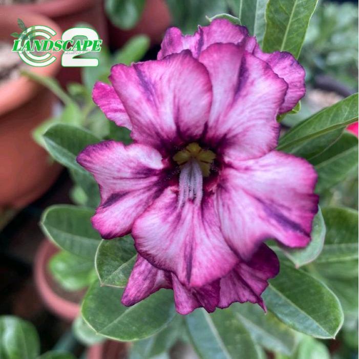 PROMO Tanaman Hias Bunga Adenium Kamboja - Hisan Taman Pohon Bunga Adenium - A1