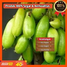 BIBIT / POHON BELIMBING WULUH CEPAT BERBUAH SIAP TANAM