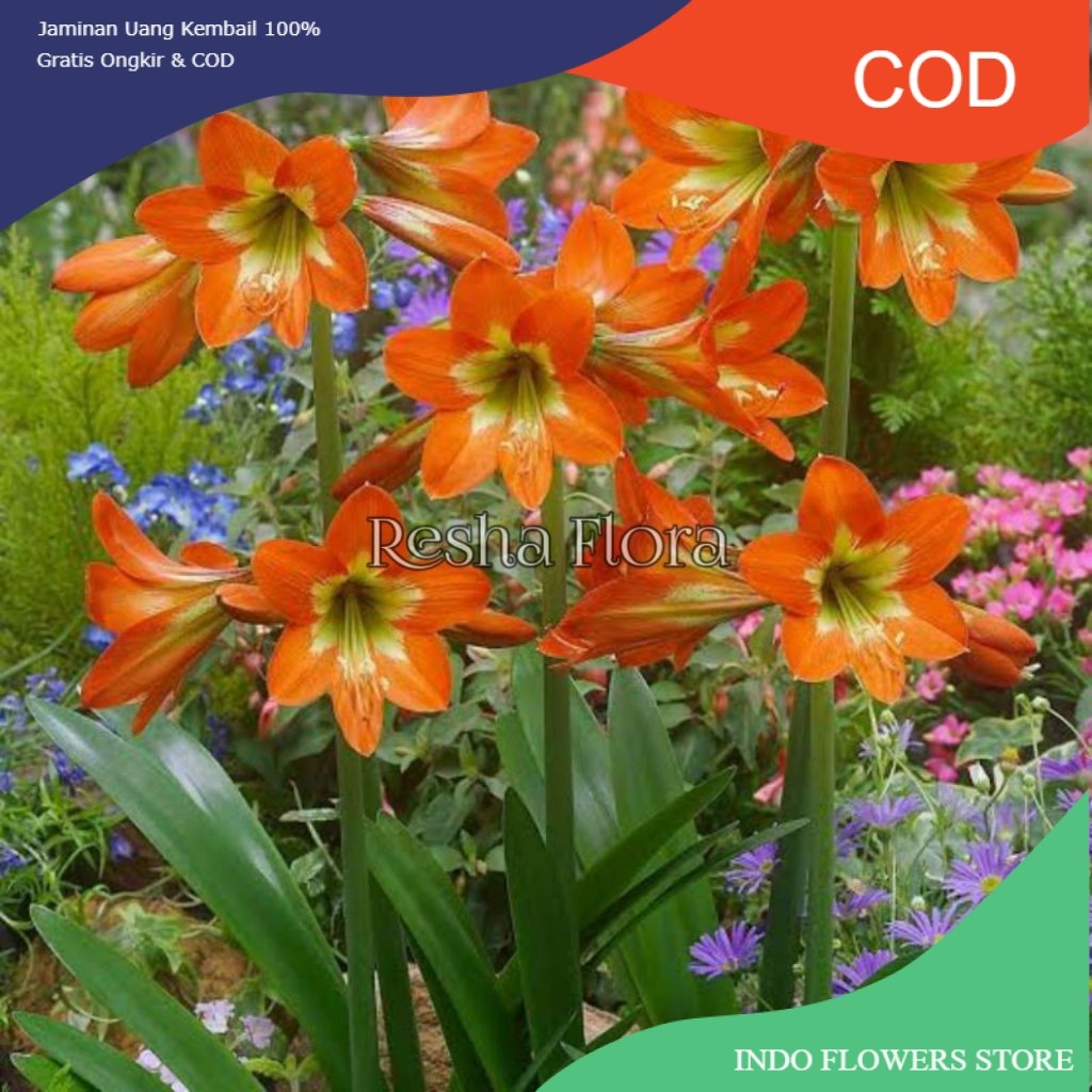 TANAMAN HIAS BUNGA SEDAP MALAM WARNA OREN AKAR SEHAT SIAP TANAM