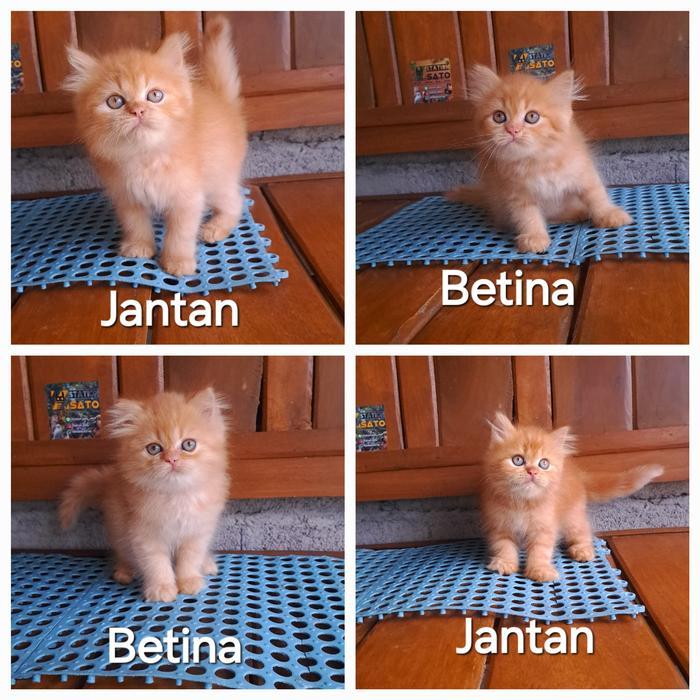 Kucing kitten persia oren bigbone tulang besar gemoy murah