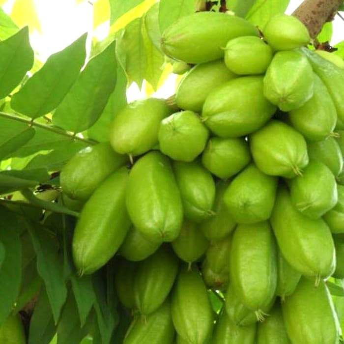 Bibit Blimbing Wuluh//Blimbing Sayur