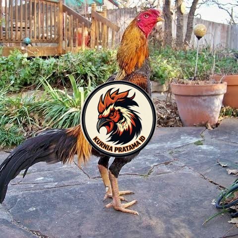 Telur ayam bangkok shamo brazil / ayam petarung aduan bisa ditetaskan KURNIA PRATAMA ID