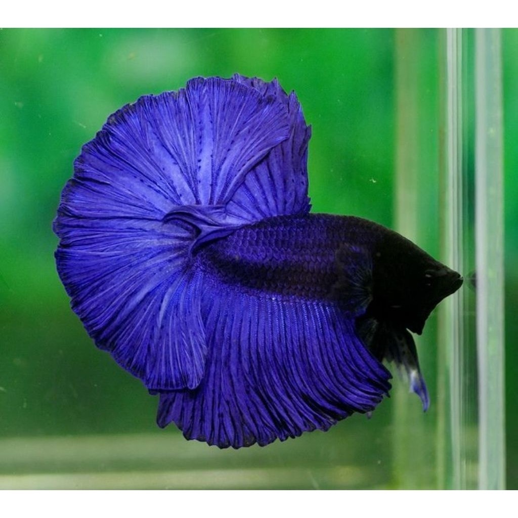 (PROMO) Male Halfmoon Royal Blue Solid Size M++ GARANSI