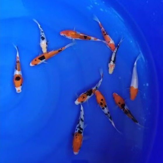 promo pakan/bibit ikan koi blitar size 6-7cm