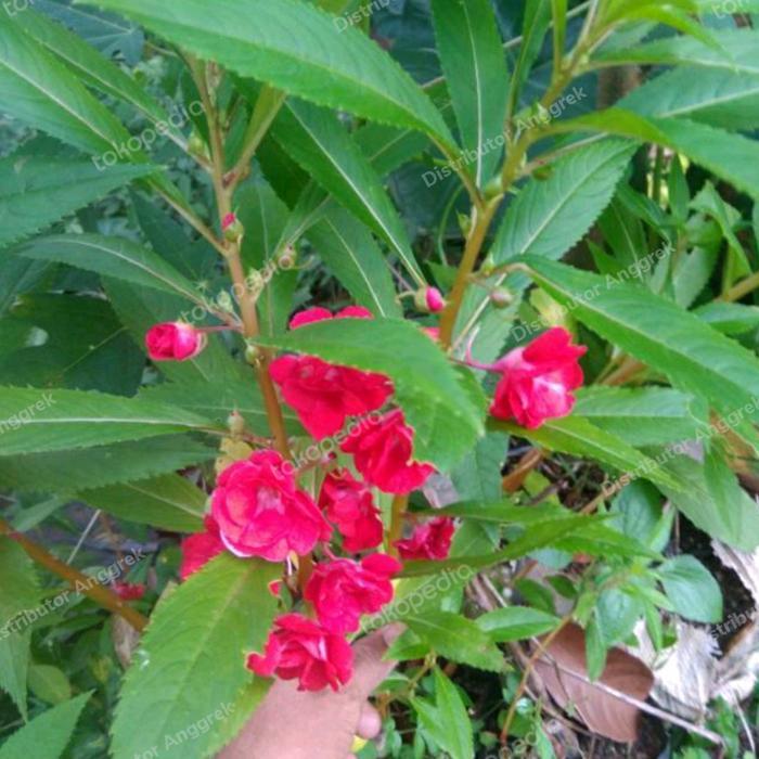 bibit tanaman pacar air