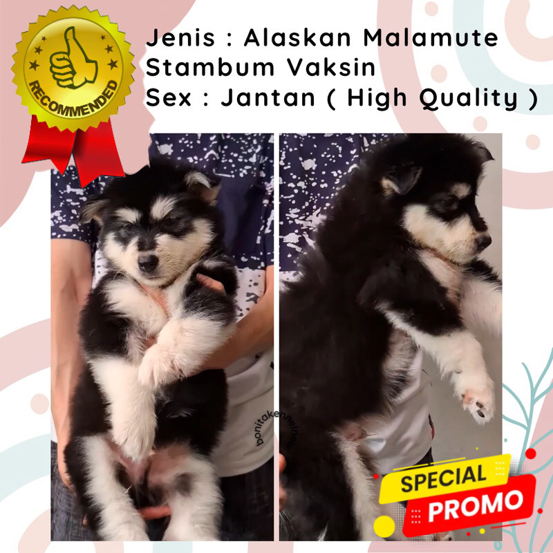 Anak Anjing Alaskan Malamute Stambum Alaska Grey Red Jantan Betina