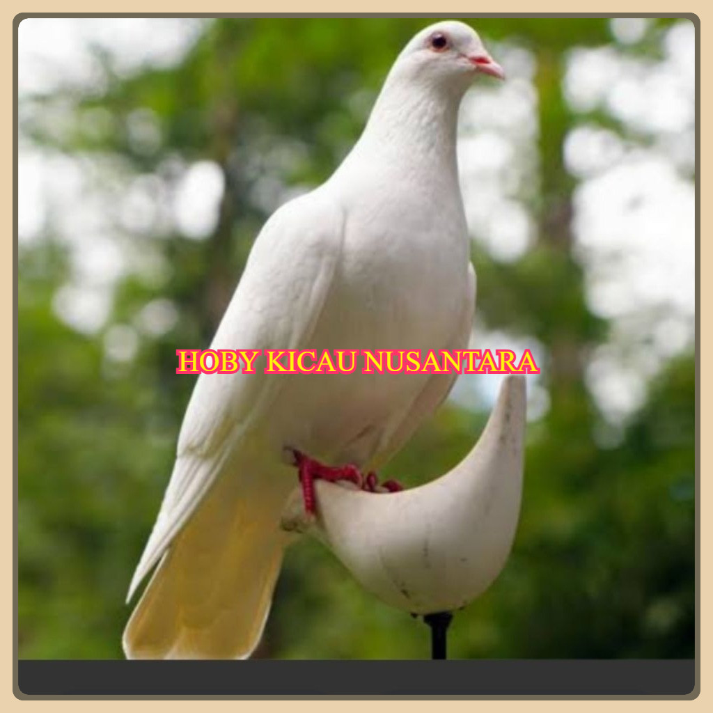 burung tekukur putih rawatan bunyi unik dan langka