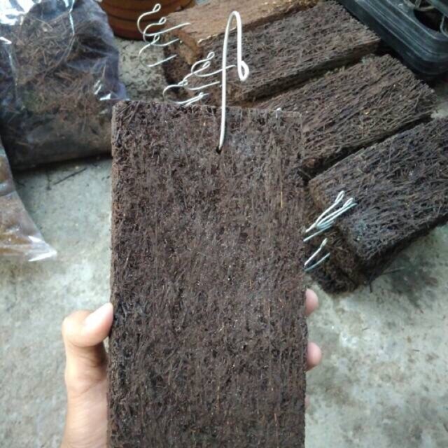 media akar pakis papan lempeng 15x20 anggrek sedang besar sudah ada cantelan nya