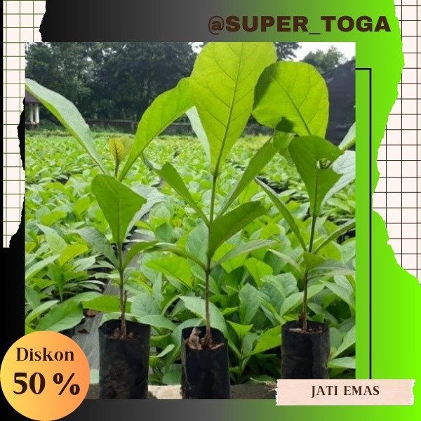 Promo paket 3 Bibit pohon jati emas super bibit jati emas