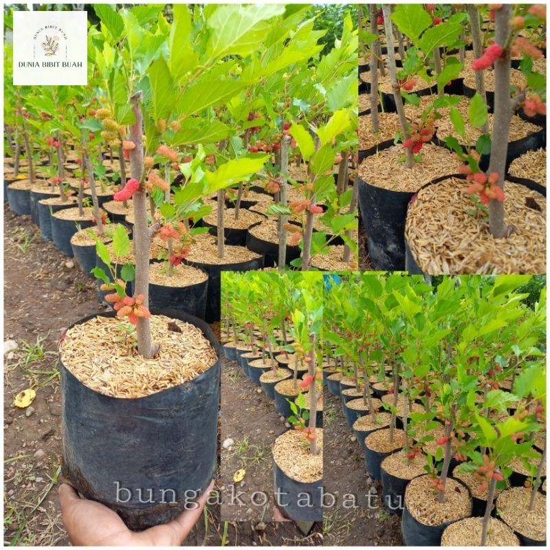 Bibit Buah Murbei Sudah Berbuah