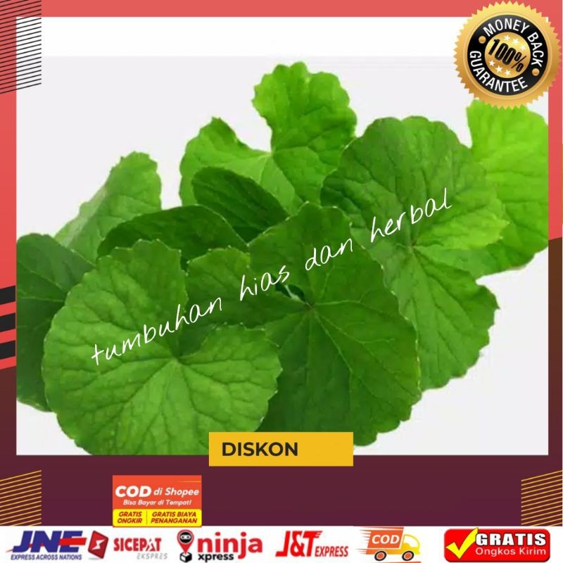 Daun Antanan/Pegagan Segar/Semanggi Gunung/100gram