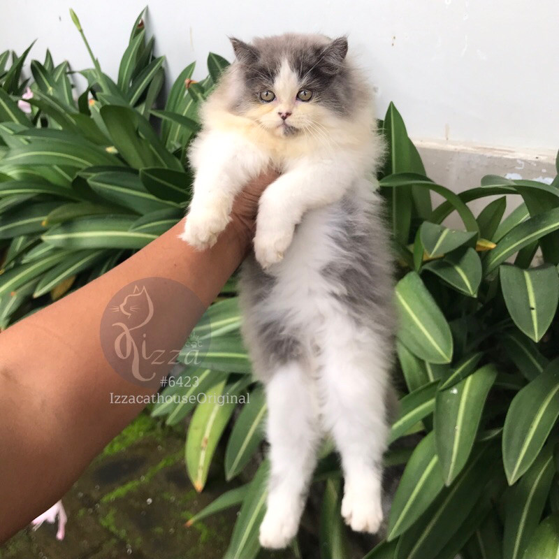 promo makanan kucing Ras mainecoon mix persian