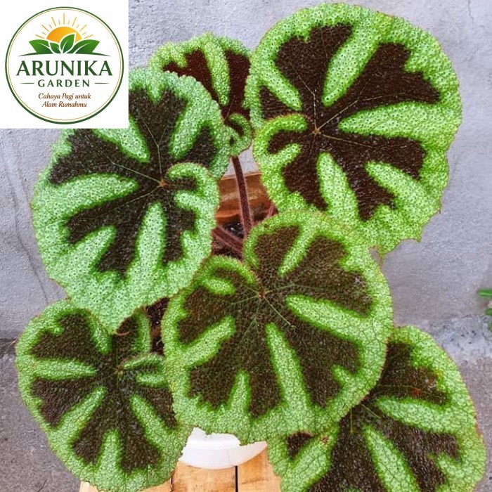 ~ Tanaman hias Begonia Tapak Macan - BegoniaTapak Macan - begonia