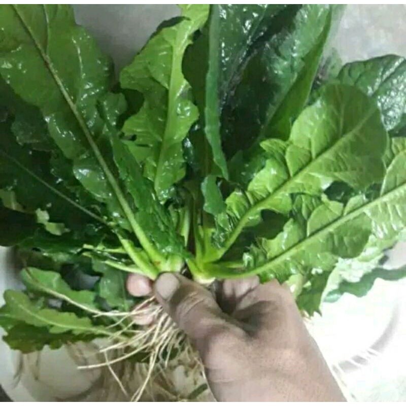 Daun Tapak Liman Segar 1 Kg Dan Akarnya / Tapak Liman Segar / Rumput Tapak Liman / Tapak Liman Fresh