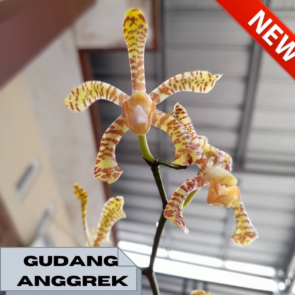 anggrek kalajengking dewasa berbunga wangi