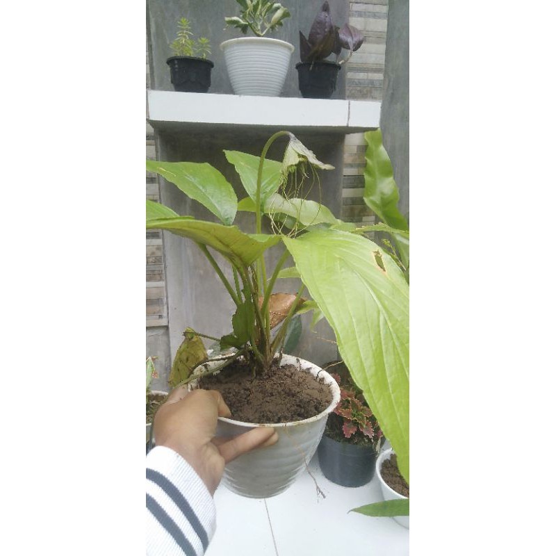 tanaman bunga kelelawar .. (bunga hitam)