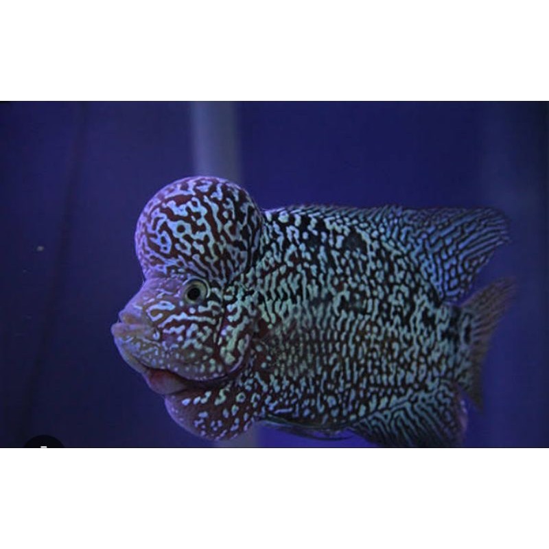 Koleksi Lohan Cencu Kanva Ikan Hidup Size 6-7cm loohan