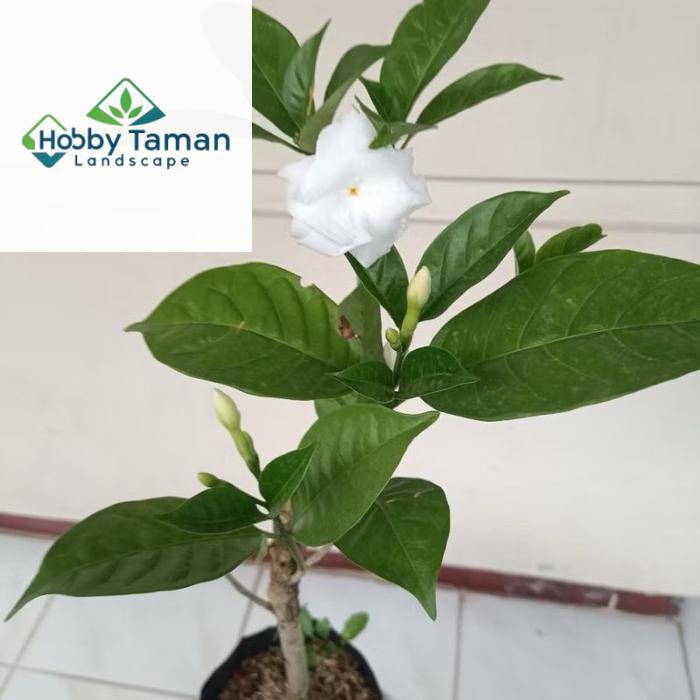 Tanaman hias bunga melati kaca piring sudah berbunga - bunga hias kaca piring - melati kaca piring b