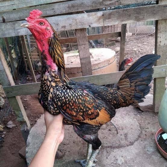 Telur ayam bangkok bulbi petarung aduan fertil siap ditetaskan