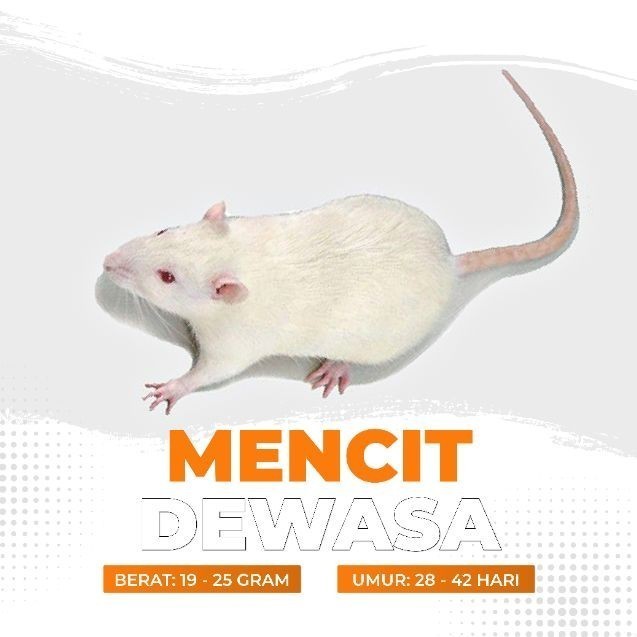 Mencit Hidup Dewasa / Tikus Putih Dewasa
