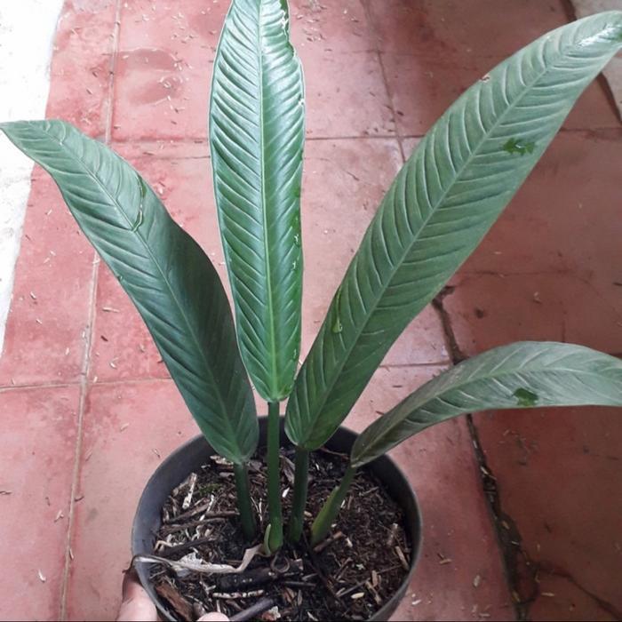 Philodendron Lynette / Philo Lynette - Tanaman Hias Philodendron