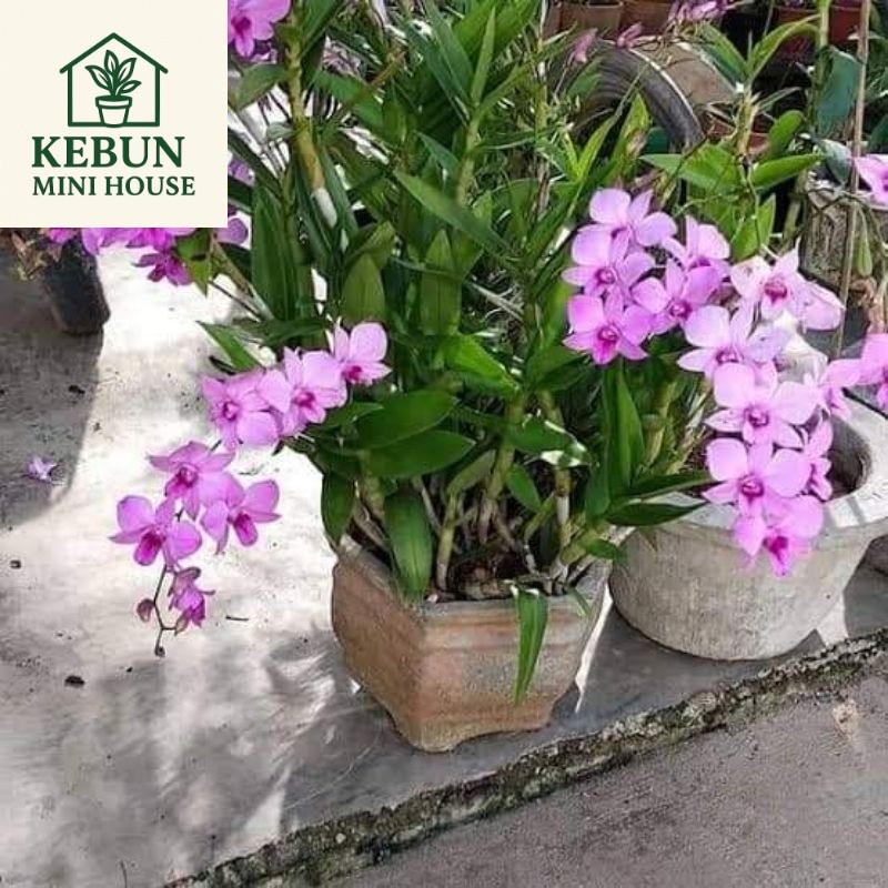 NEW Anggrek dendrobium  larat dewasa