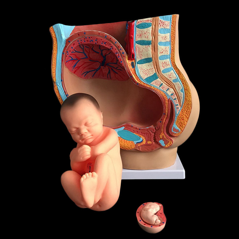 Midwifery teaing model embryo development pregnancy 9 months female pelvic with nine months fetal mo
