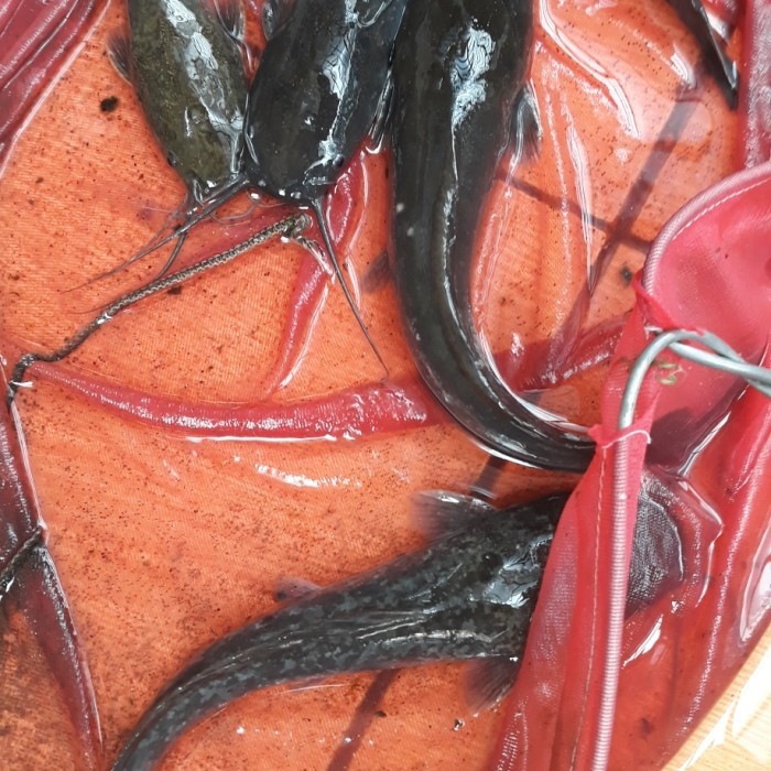 bibit/benih lele uk 15-17cm per ekor