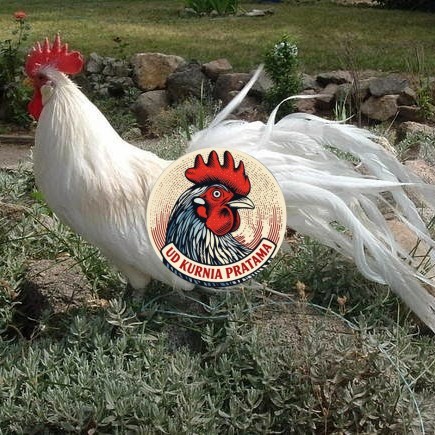Telur ayam hias onagadori ekor panjang fertil siap ditetaskan - ayam onagadori UD KURNIA PRATAMA
