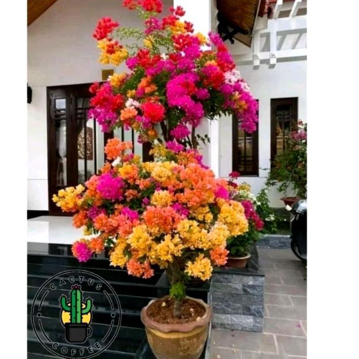 ( BISA COD ) Tanaman Hias Bugenvil Bunga Kertas Bunga Hidup Bugenvil kertas / Bunga Hidup Bugenvil k