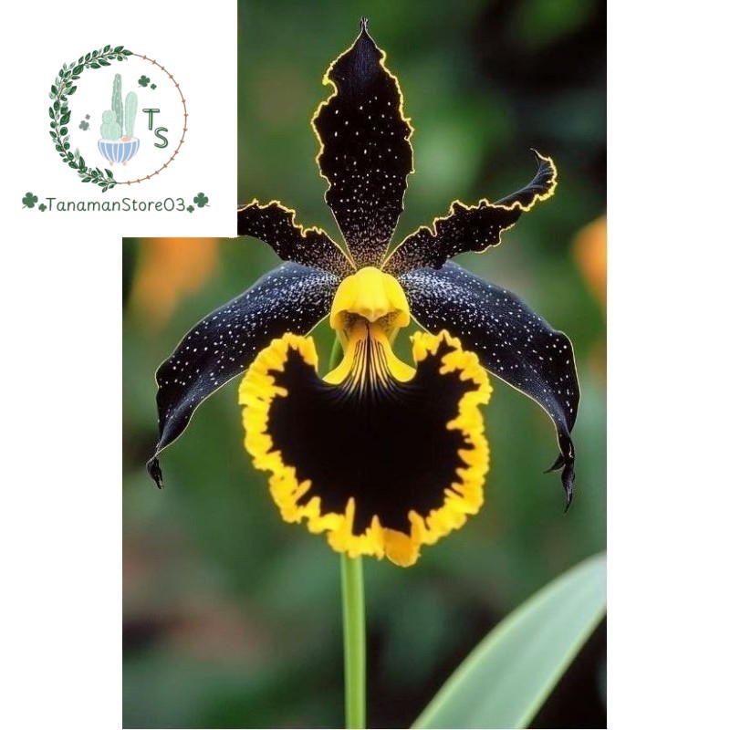 tanaman hias anggrek dendrobium black yellow // anggrek dendrobium anggrek
