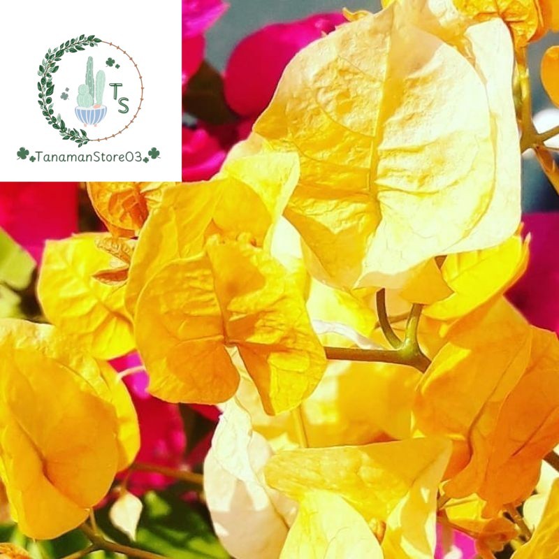 Tanaman Hias Bugenvil Bunga Kuning/ Tanaman Hias Bugenvil Bunga kuning