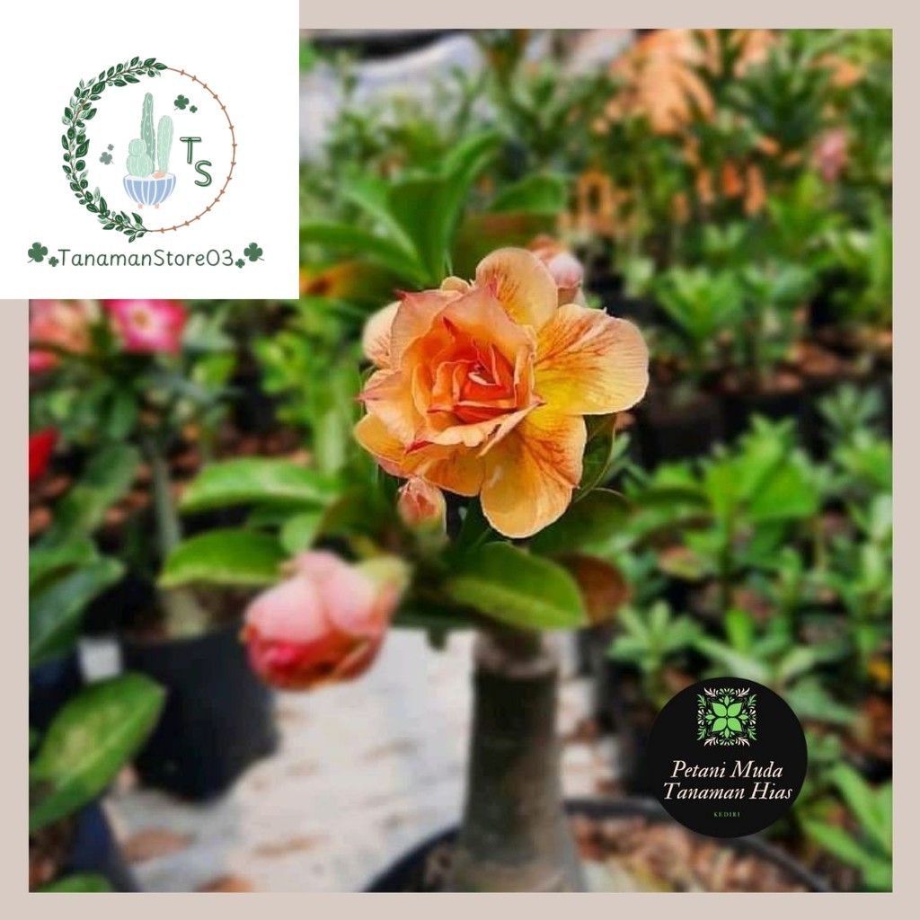 Adenium Bunga Tumpuk Hasil Grafting Sendiri Warna Kuning