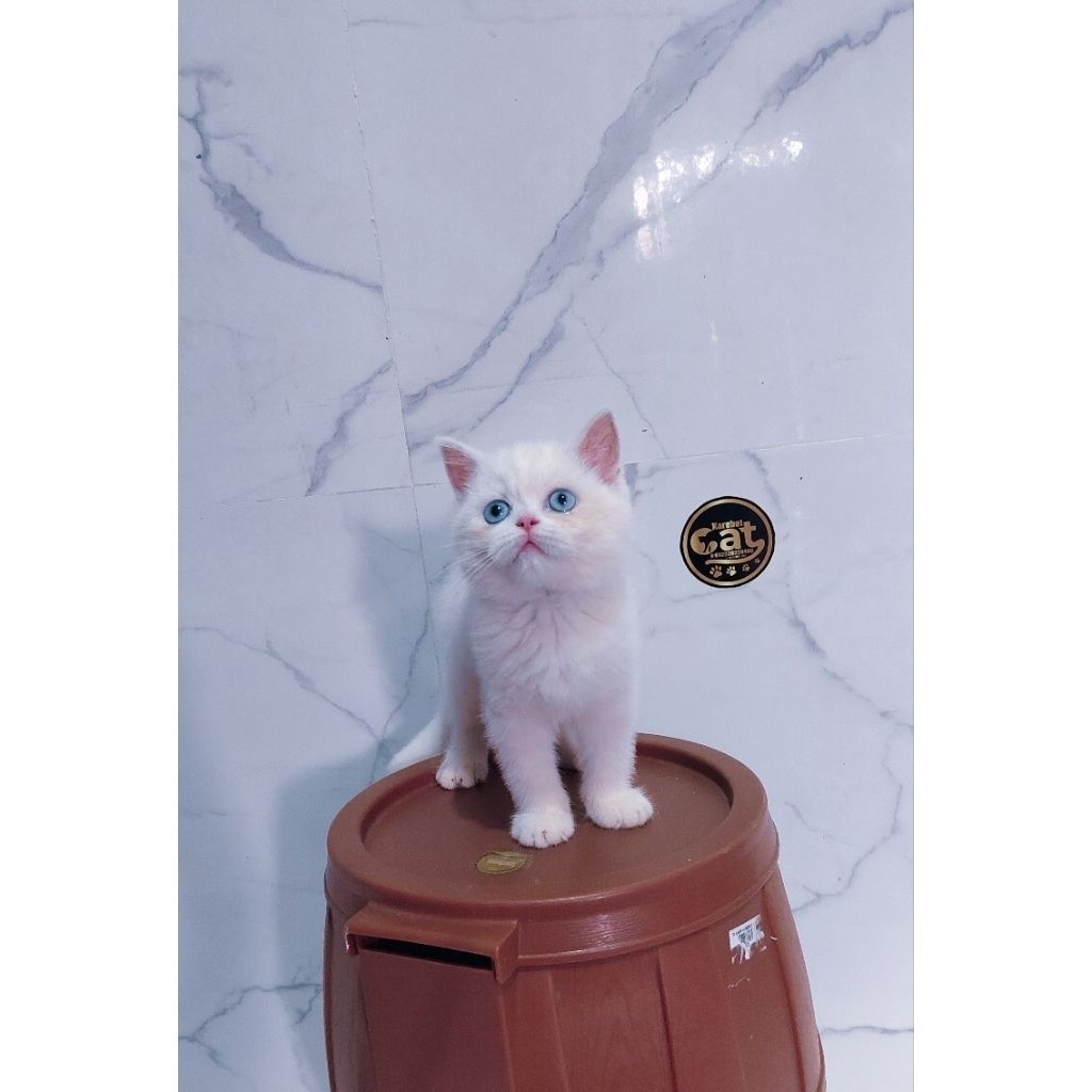 kucing whitesolid british