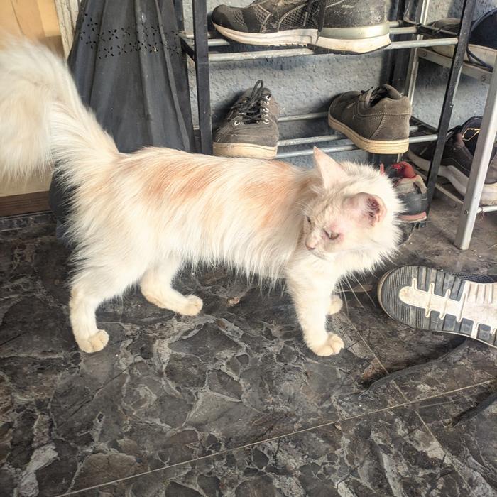 Kucing Persia Medium Putih
