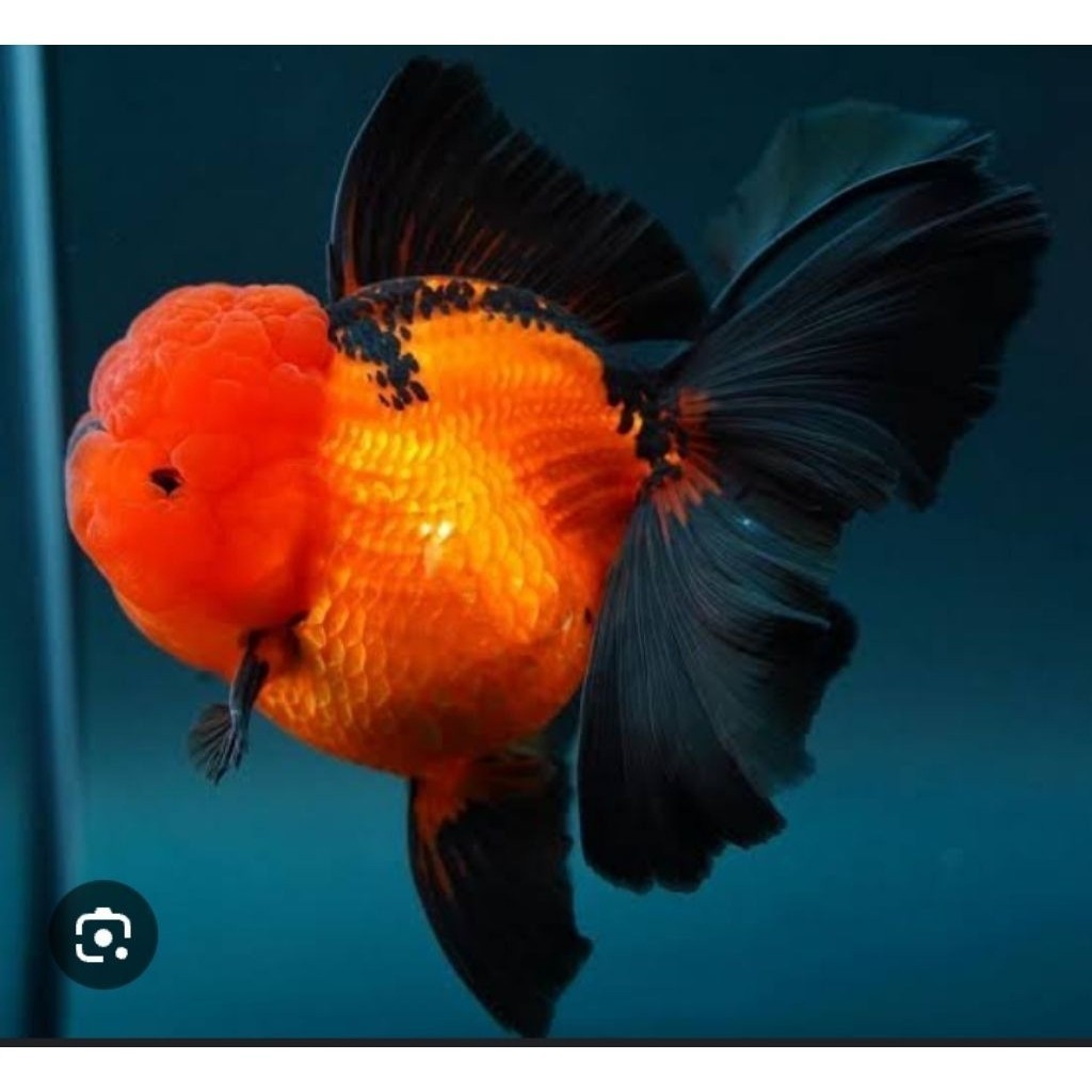 size 9/6 cm oranda ranchu koki pancawarna redwhite panda 3c dekoratif tankmate