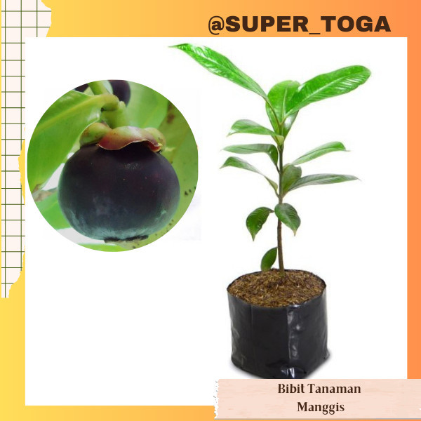 Tanaman Buah Manggis bibit manggis murah cepat berbuah bibit manggis wanayasa