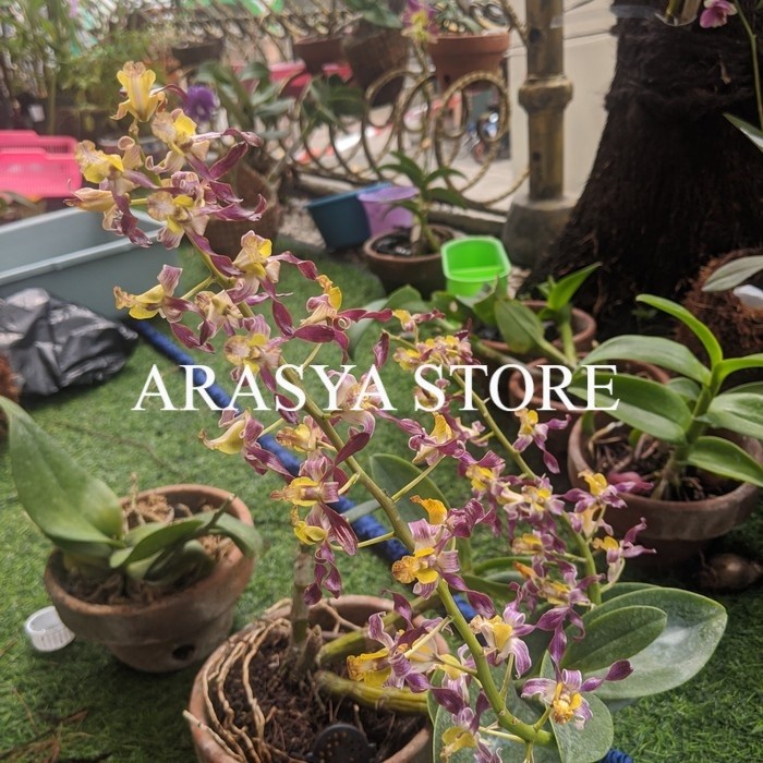 (DEWASA) anggrek keriting dendrobium rambo dewasa